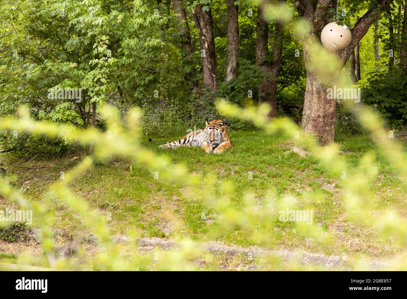 Patas de limpieza de tigre en el Zoo de Múnich Hellabrunn Foto de stock