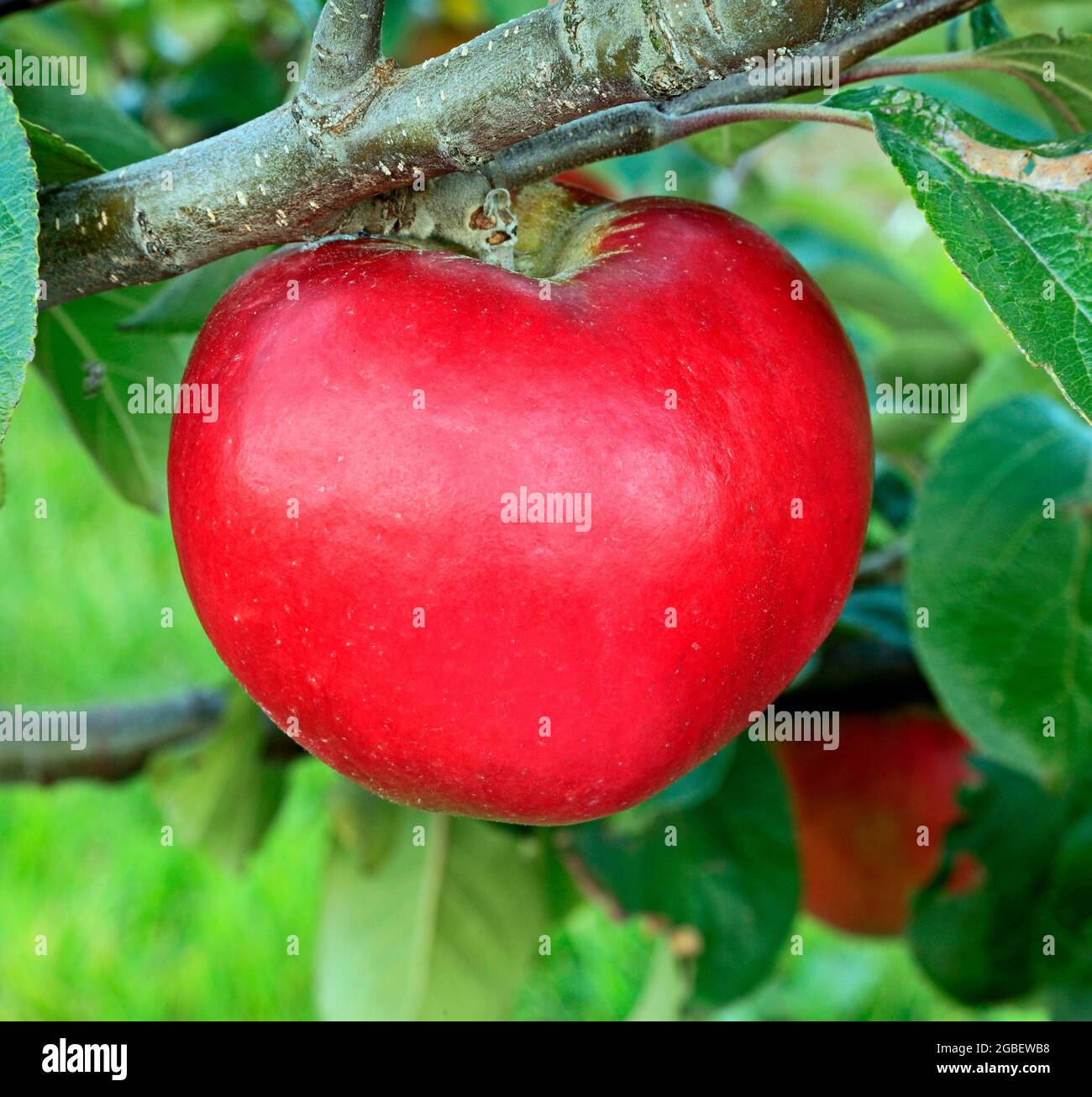 Manzana 'Harling Hero', manzanas, creciendo en el árbol, malus domestica, fruta Foto de stock