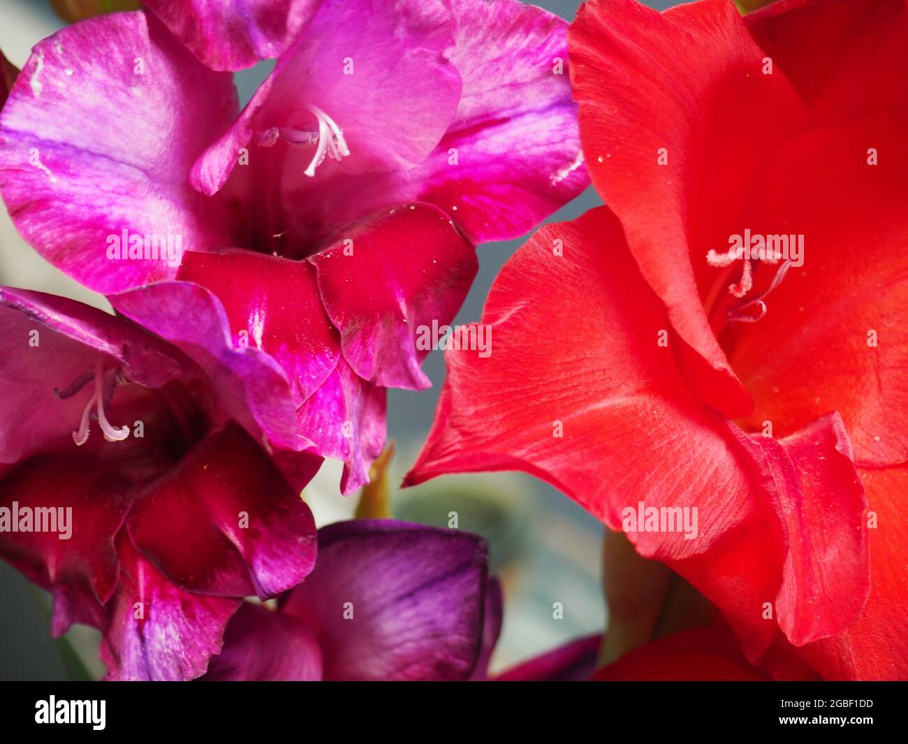 Primer plano de las flores de gladiolo púrpura y rojo Foto de stock