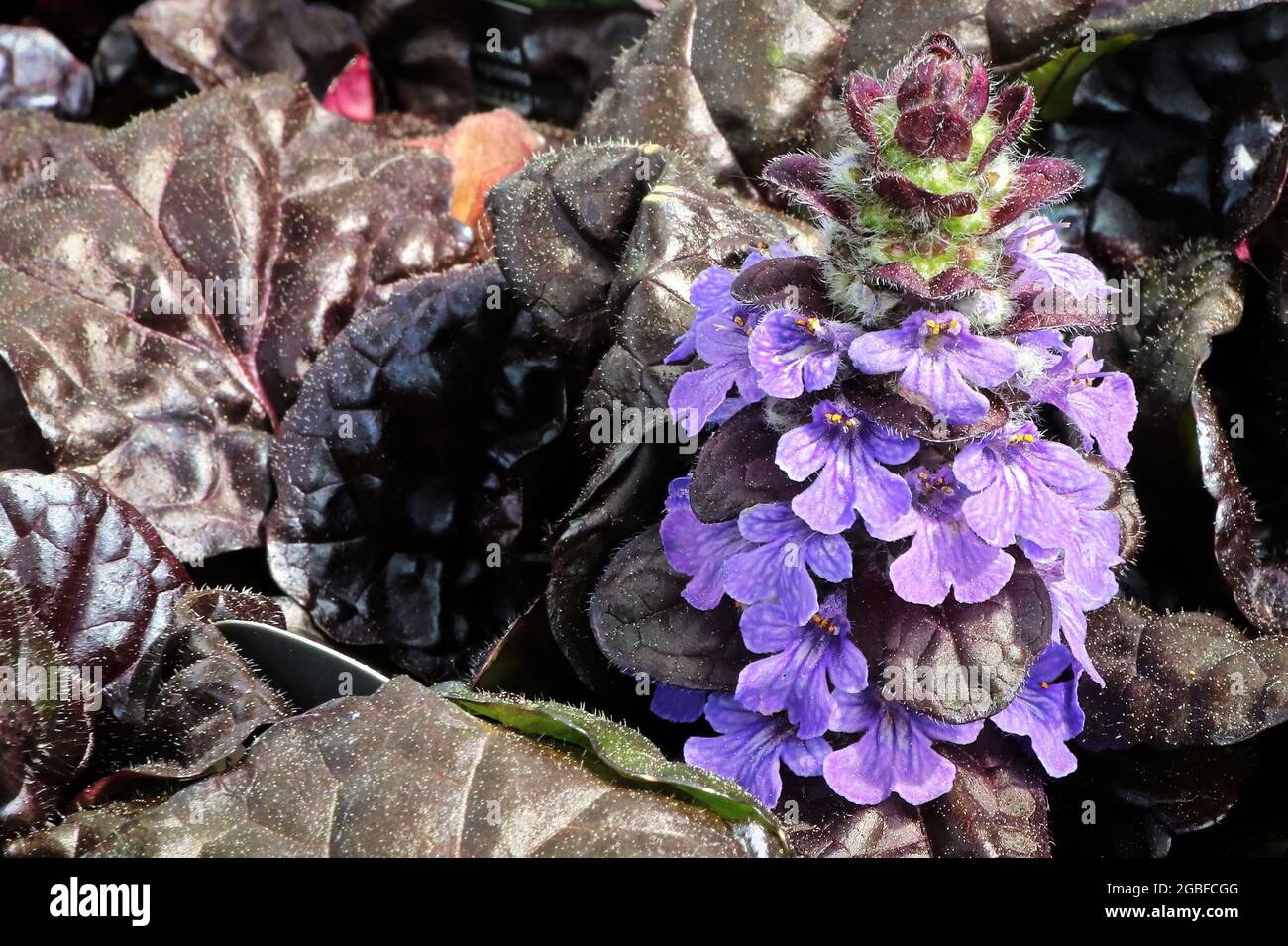 Primer plano de Ajuga Flores Callop Negras floreciendo Foto de stock