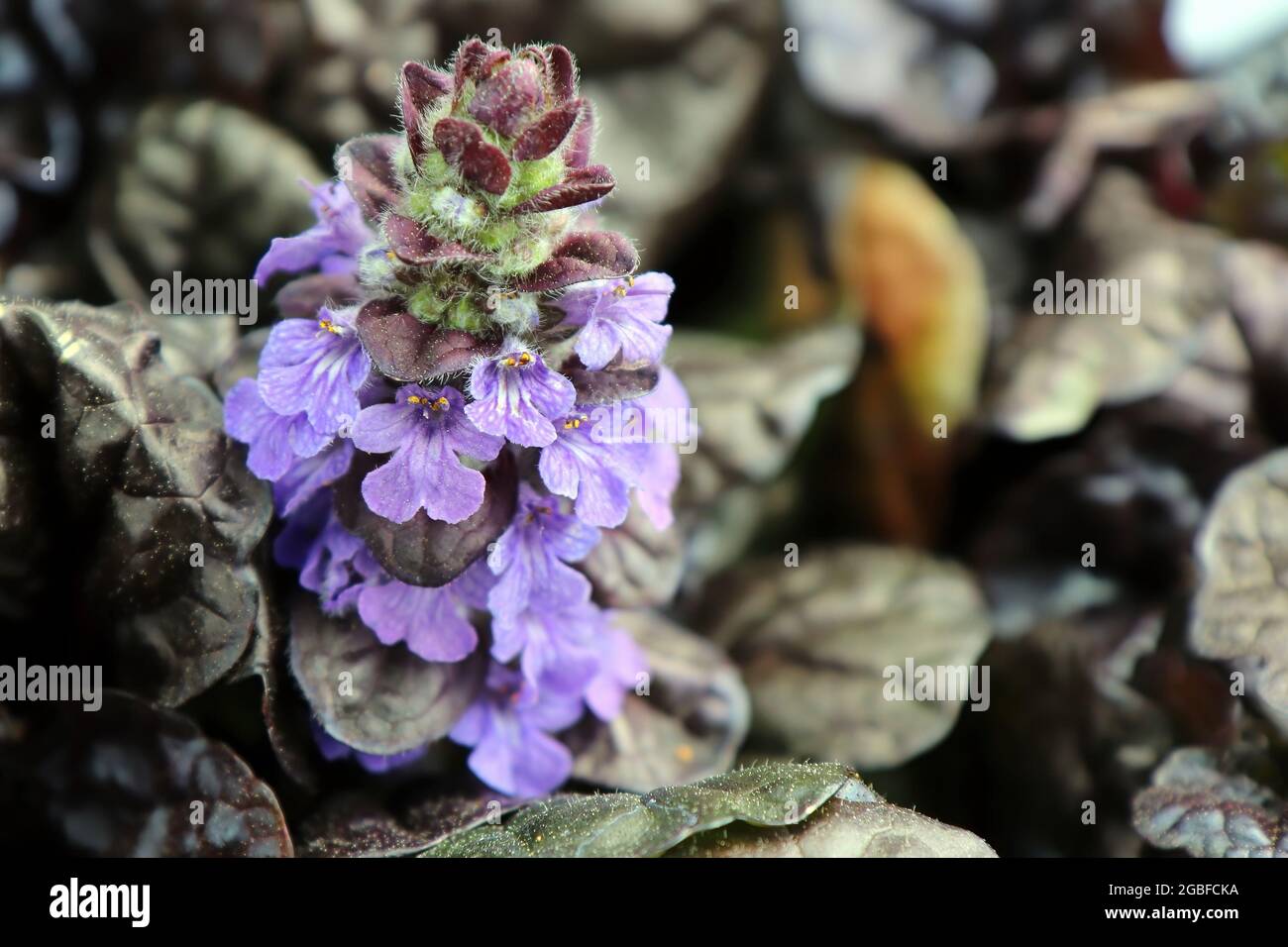 Primer plano de Ajuga Flores Callop Negras floreciendo Foto de stock