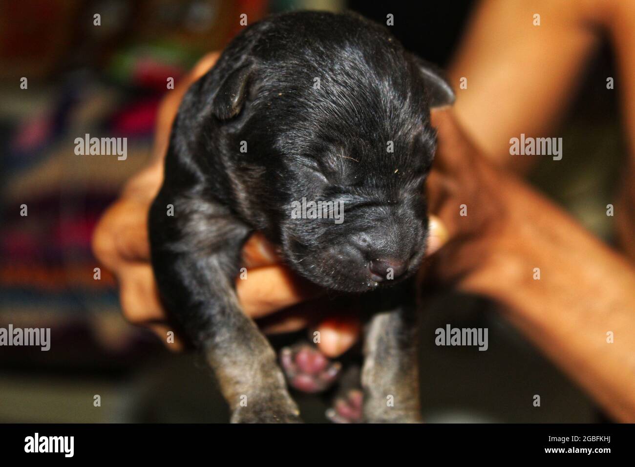 Cachorro de pastor alemán negro recién nacido durmiendo en manos humanas  Fotografía de stock - Alamy