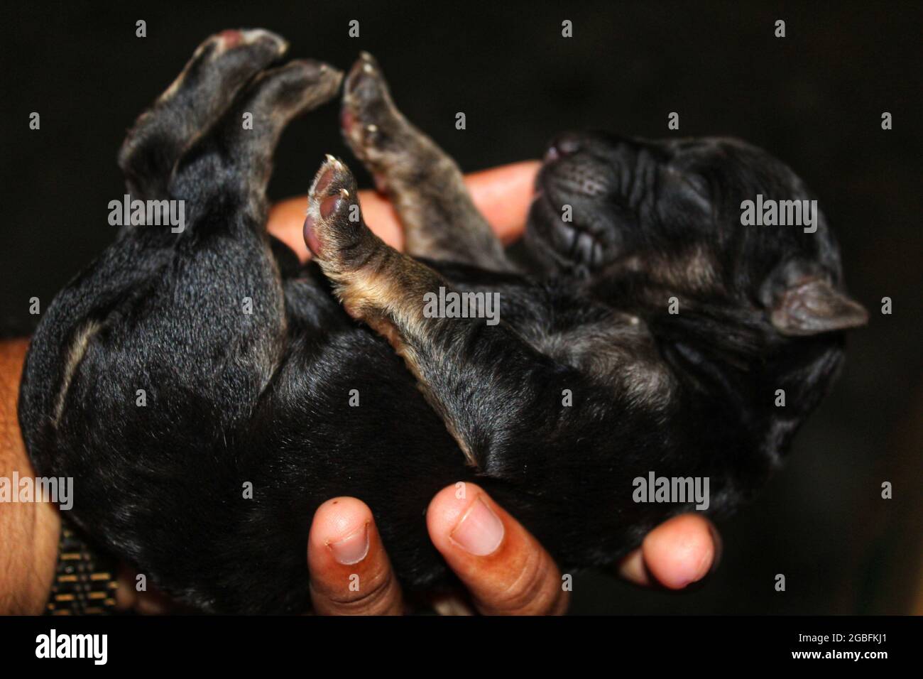 Cachorro de pastor alemán negro recién nacido durmiendo en manos humanas  Fotografía de stock - Alamy