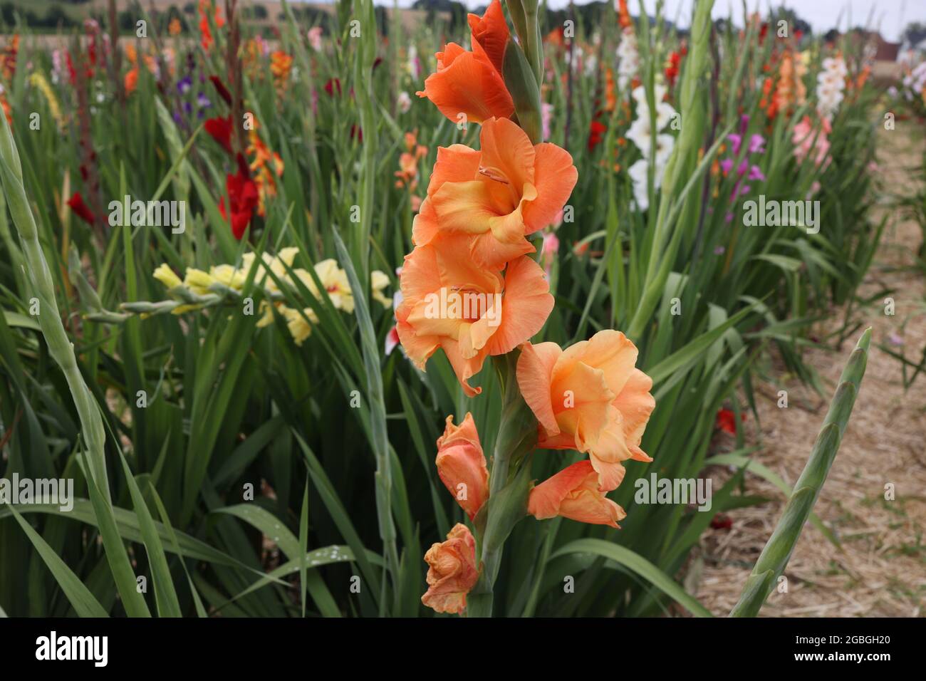 Gladiolos morados fotografías e imágenes de alta resolución - Página 8 -  Alamy