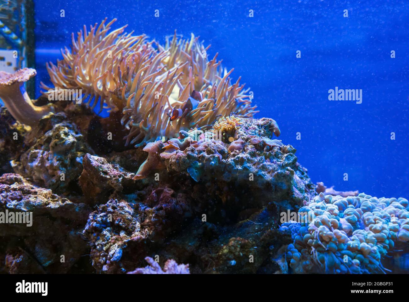 las criaturas submarinas ven corales de burbujas de discosoma y anémonas Foto de stock