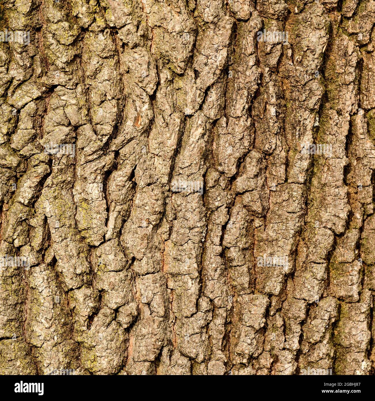 Textura de la corteza de un árbol, textura natural vertical de la corteza  de un árbol joven. Nuevo Fotografía de stock - Alamy
