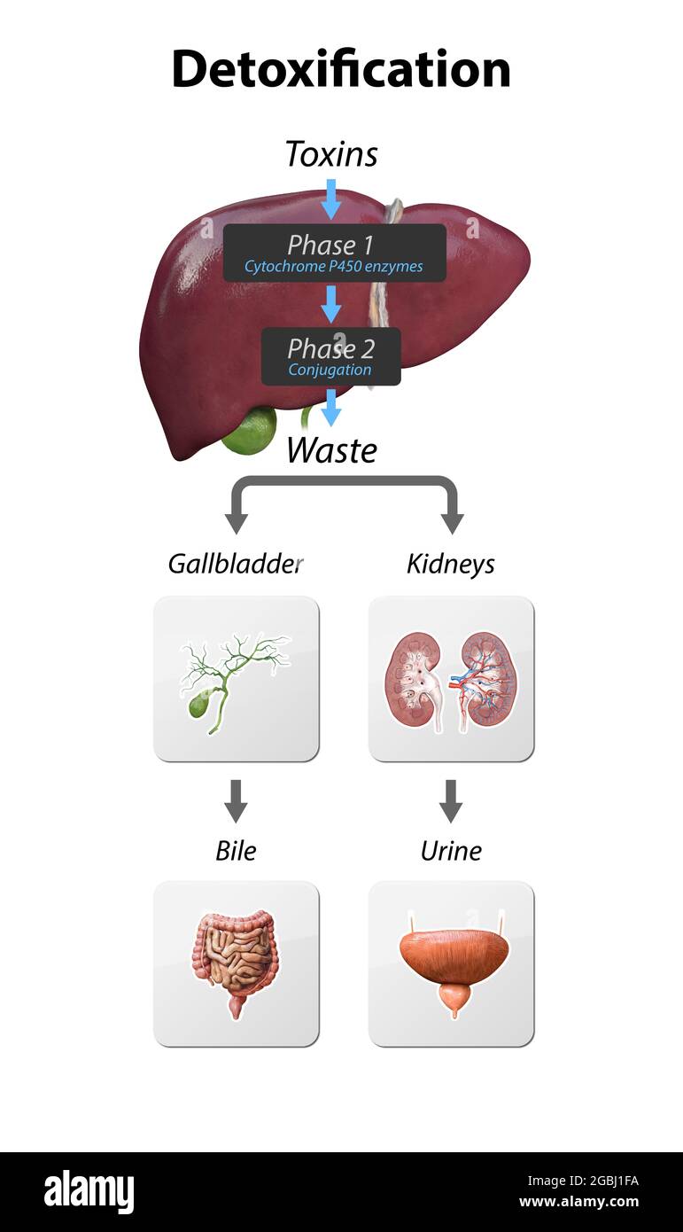 Explicación de Detox Pathways. De entrar toxinas en el hígado para