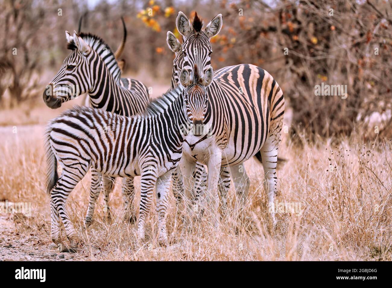 Cebras, Sudáfrica, Plains Zebra, Equus quagga Foto de stock