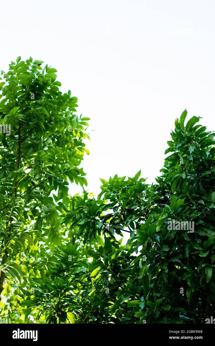 Hojas verdes de mahagoni sobre fondo blanco. Es una especie de planta de madera dura tropical Foto de stock