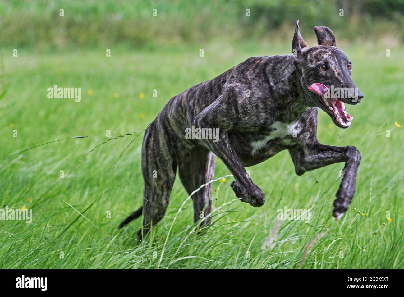 Galgo Español / barcino Spanish galgo / atigrado Spanish sightound, raza de perro de los suspiros corriendo en el campo Foto de stock
