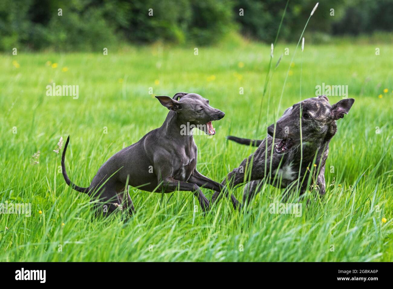 Galgo Español / barcino Spanish galgo / Spanish sighthound y Italian Greyhound / Piccolo levriero Italiano corriendo en el campo Foto de stock