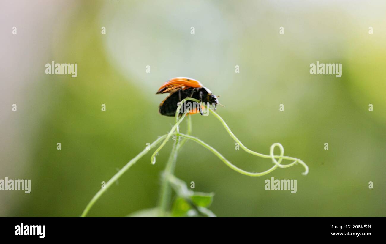 Ladybug sentado en una hoja de flores cálido día de primavera en un escarabajo de insecto de hoja. Macro de siete manchas Ladybug Coccinella septempunctata . Foto de stock