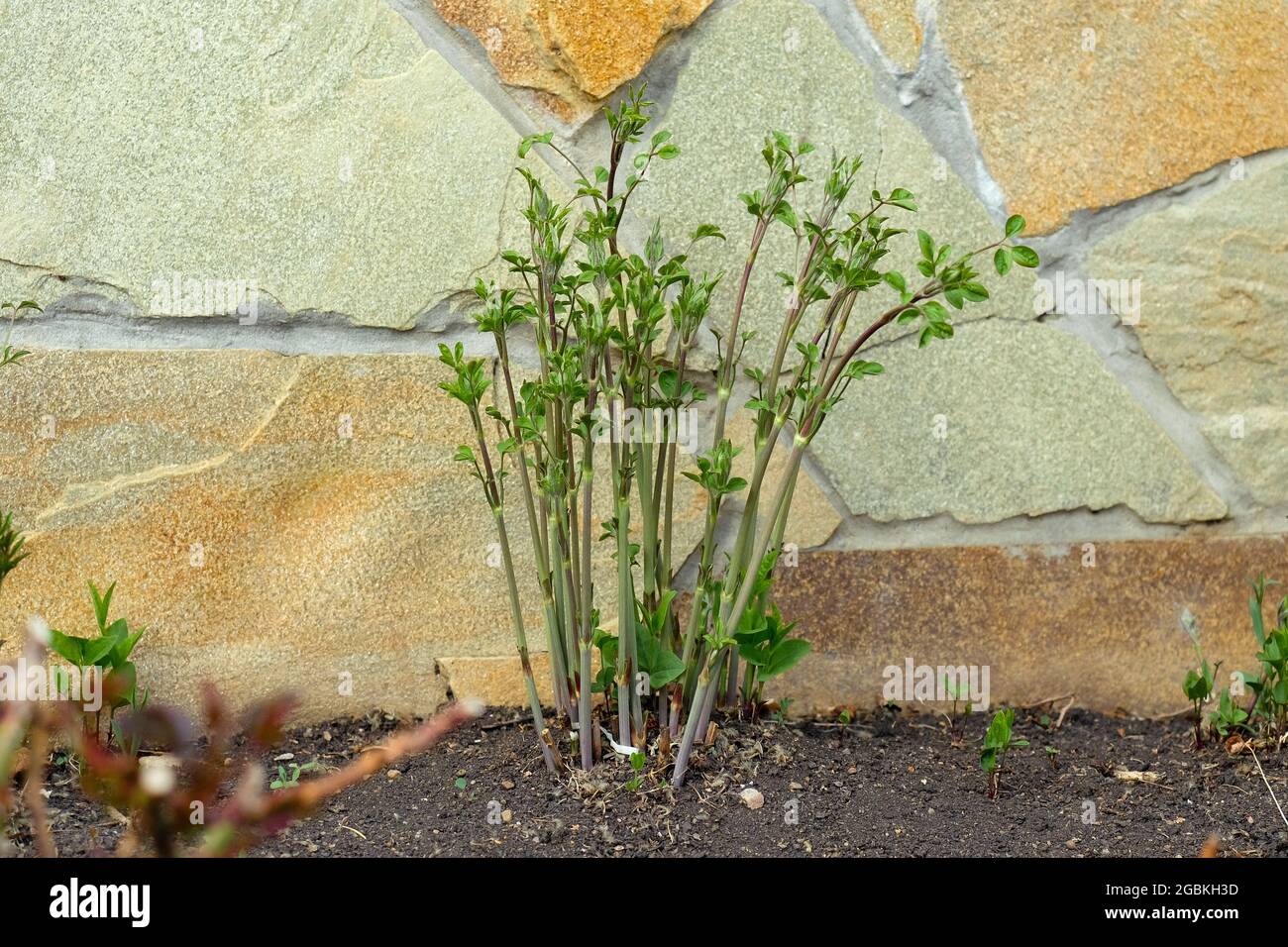 Clematis jóvenes de flor pequeña. Planta verde sin flores. Foto de stock