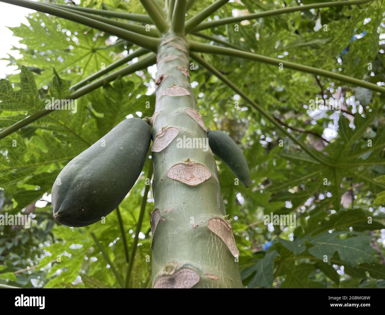La maduración de las papayas en el árbol Fotografía de stock Alamy