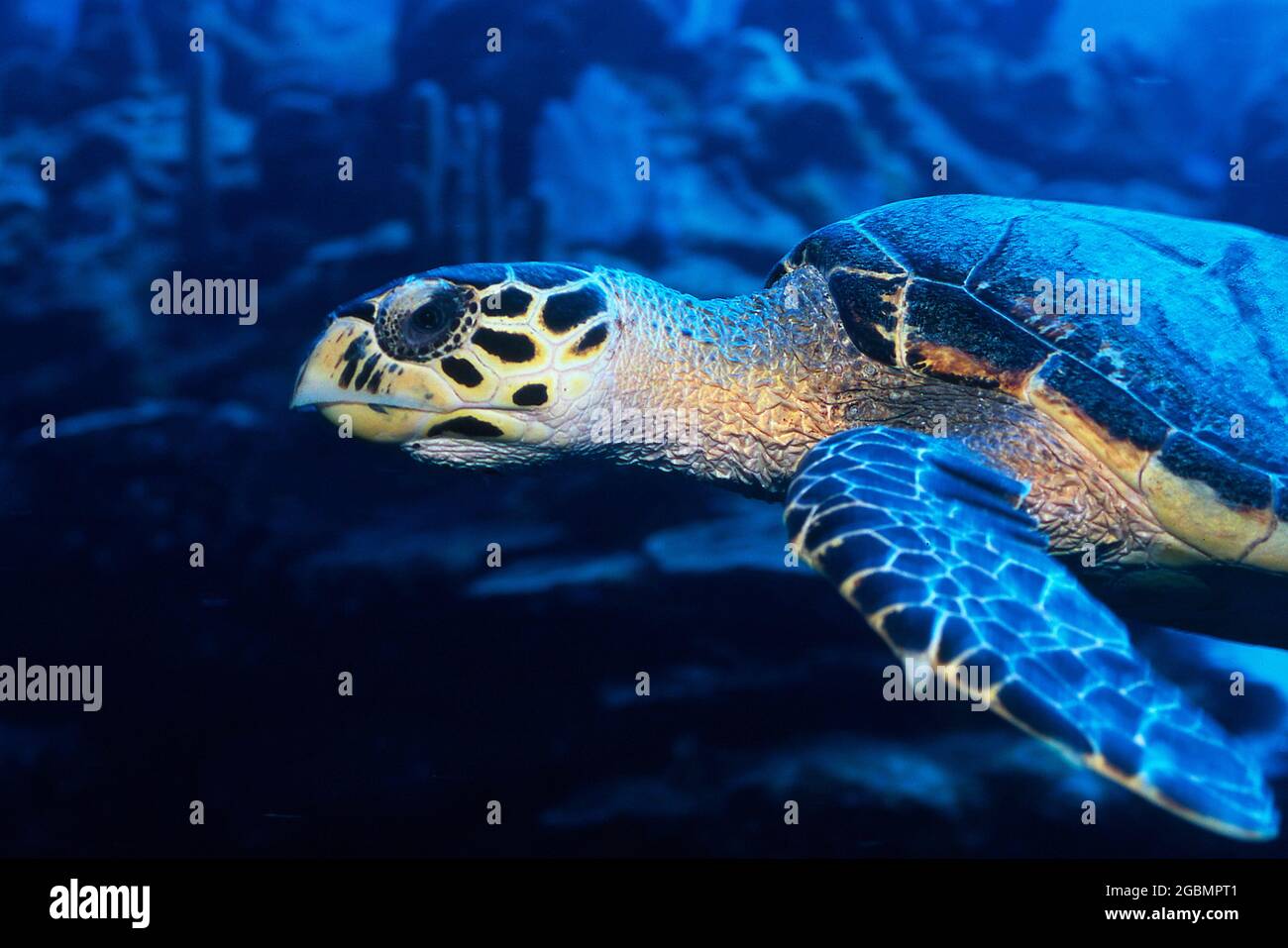 Tortuga carey nadando bajo el agua, una especie en peligro Foto de stock