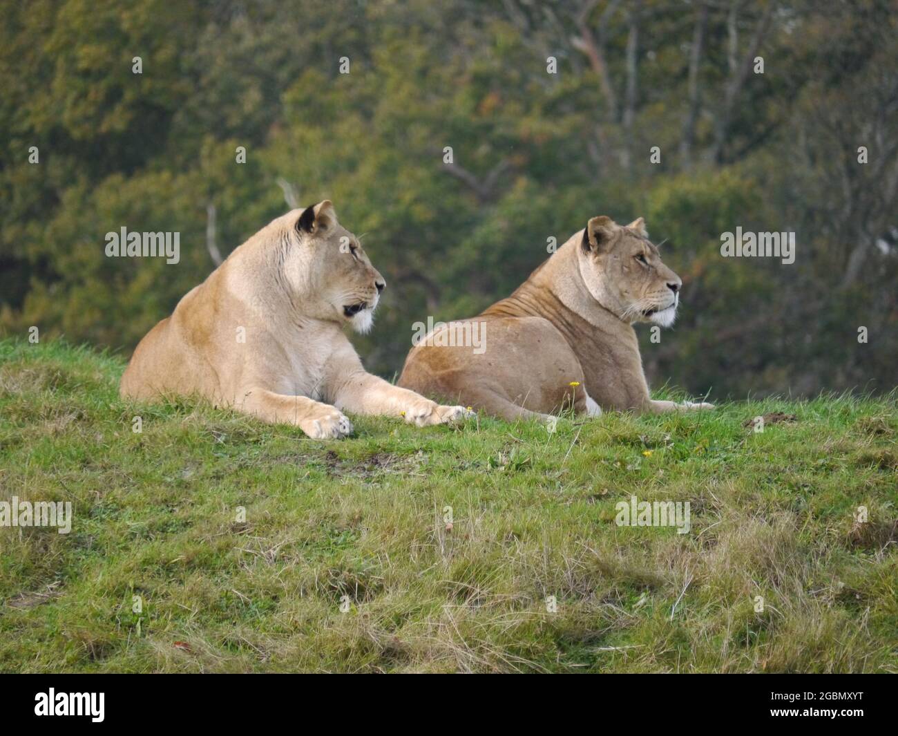 Foto de leones asiáticos femeninos sentados en el suelo con una selva borrosa en el fondo Foto de stock
