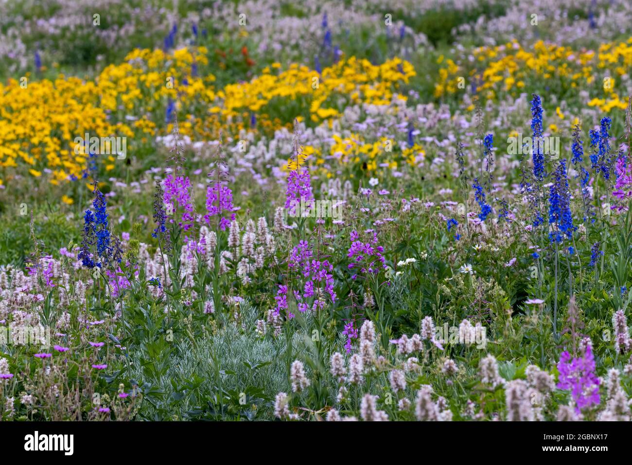 Campo de flores silvestres en flor fotografías e imágenes de alta  resolución - Alamy