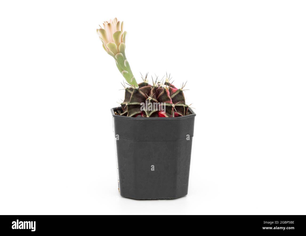 Un pequeño cactus (gymnocalycium) en una olla de plástico negro sobre un fondo blanco. Foto de stock