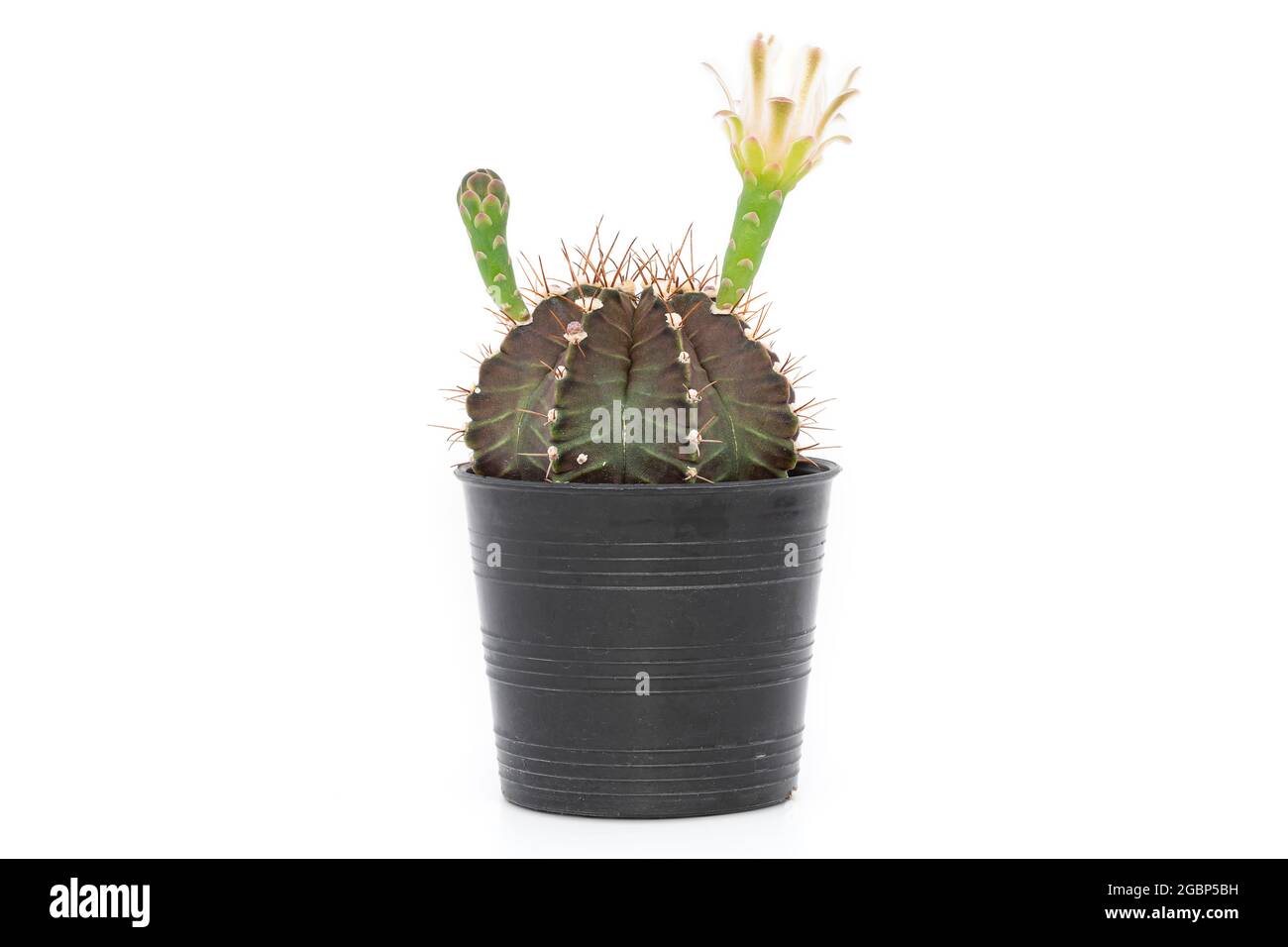 Un pequeño cactus (gymnocalycium) en una olla de plástico negro sobre un fondo blanco. Foto de stock