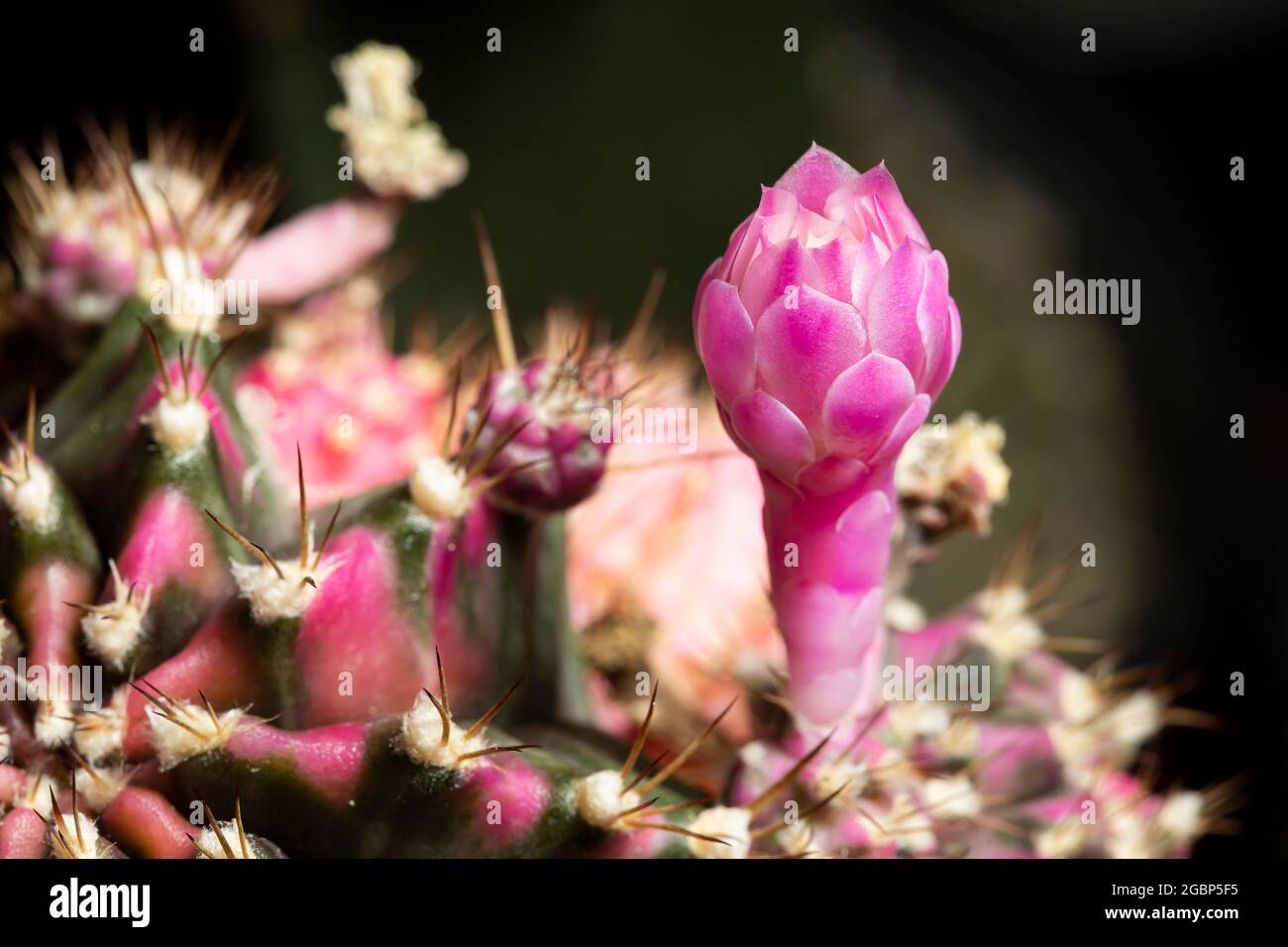 Hermosas flores de cactus de colores floreciendo en el jardín. Foto de stock