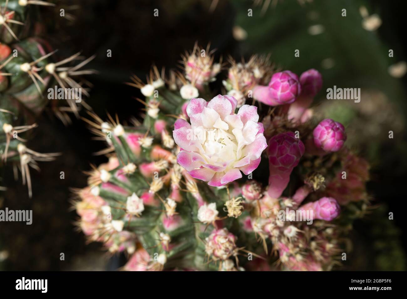 Hermosas flores de cactus de colores floreciendo en el jardín. Foto de stock