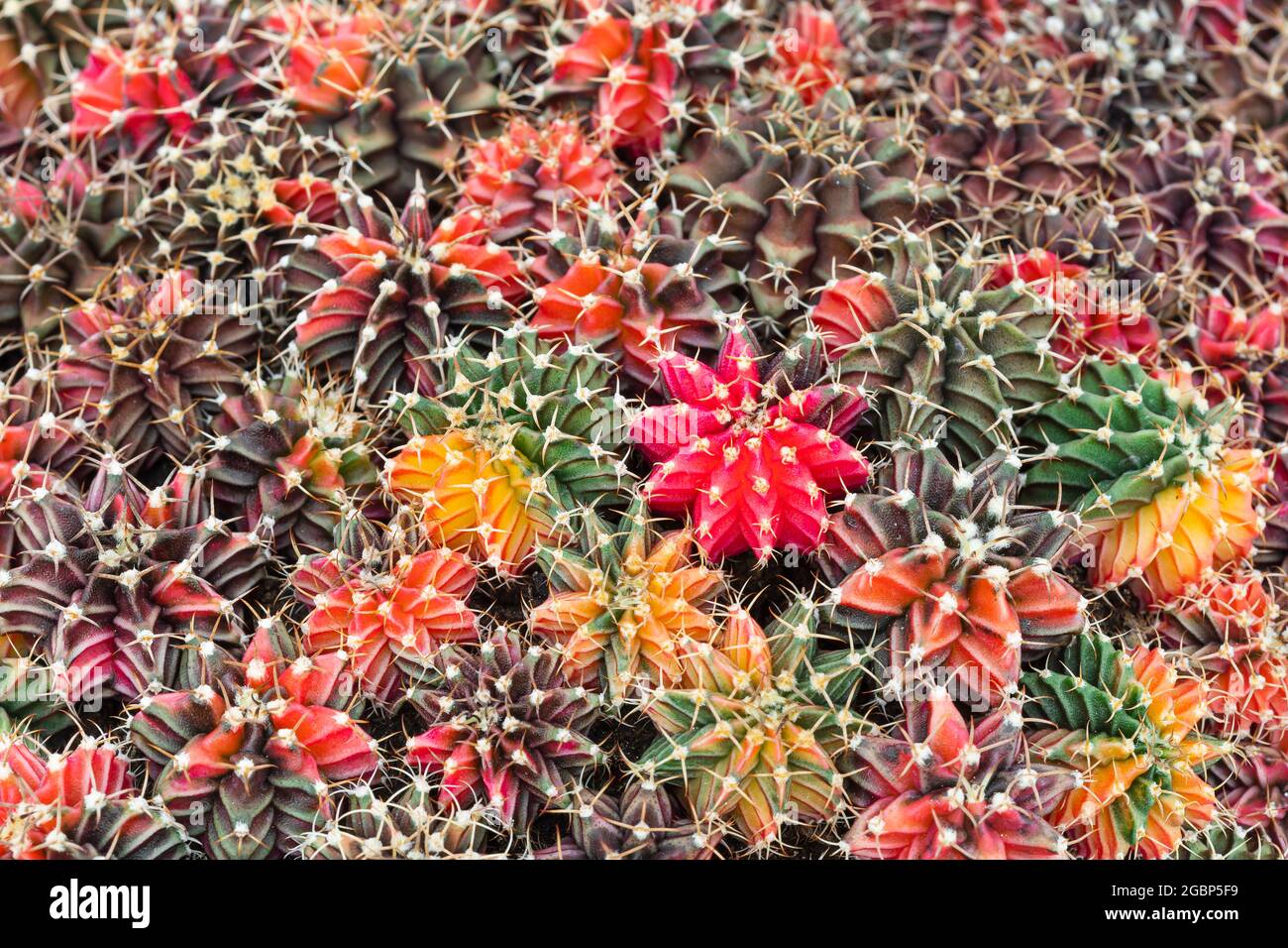 Muchos beatiful colorido gymnocalycium plantas de cactus fondo. Foto de stock