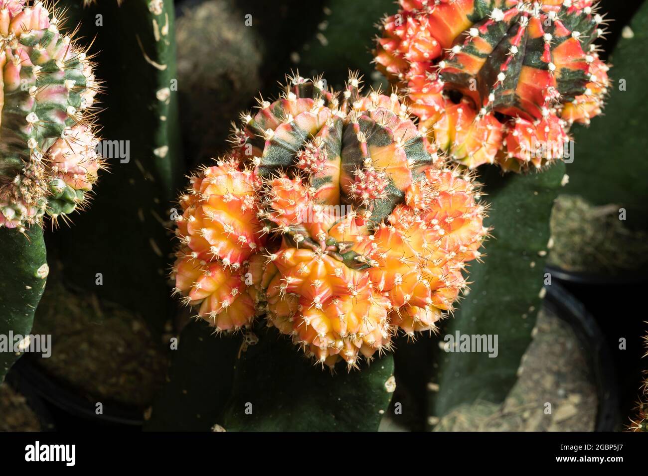 Un pequeño y hermoso cactus (gymnocalycium) en el jardín. Foto de stock