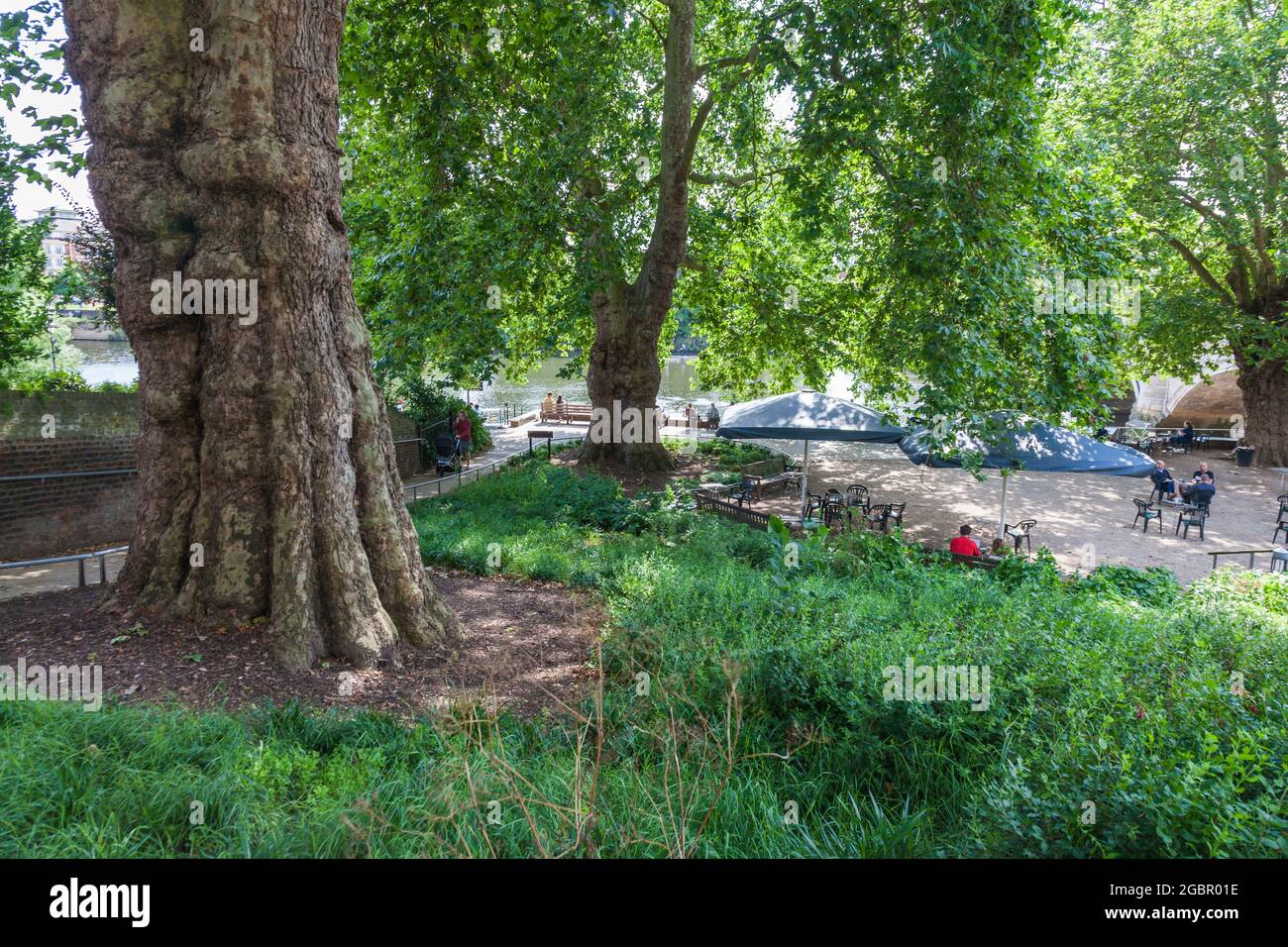 Grandes árboles en la orilla del río en Richmond upon Thames, Inglaterra, Reino Unido Foto de stock