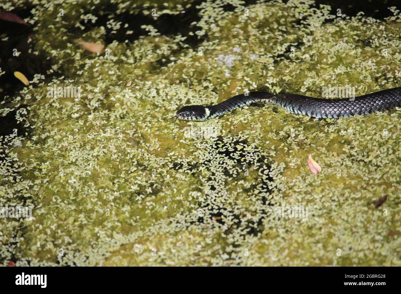 Hierba Snake, Natrix natrix, la caza en la superficie de un estanque cerca de Münster, Alemania Foto de stock