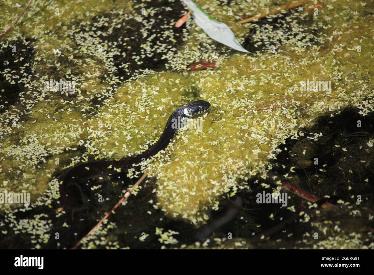 Hierba Snake, Natrix natrix, la caza en la superficie de un estanque cerca de Münster, Alemania Foto de stock