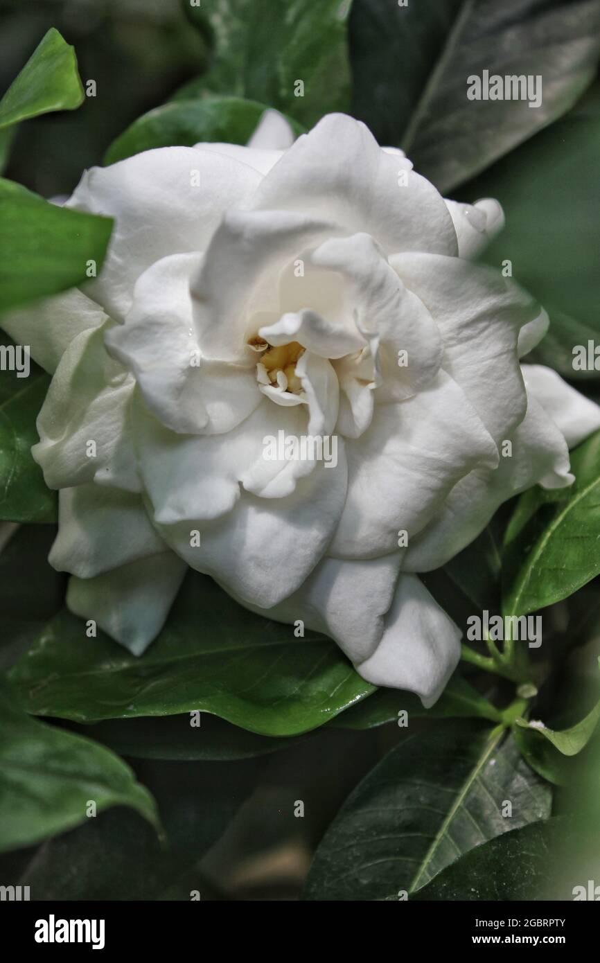 Flor blanca y fragante de gardenia en flor Fotografía de stock - Alamy