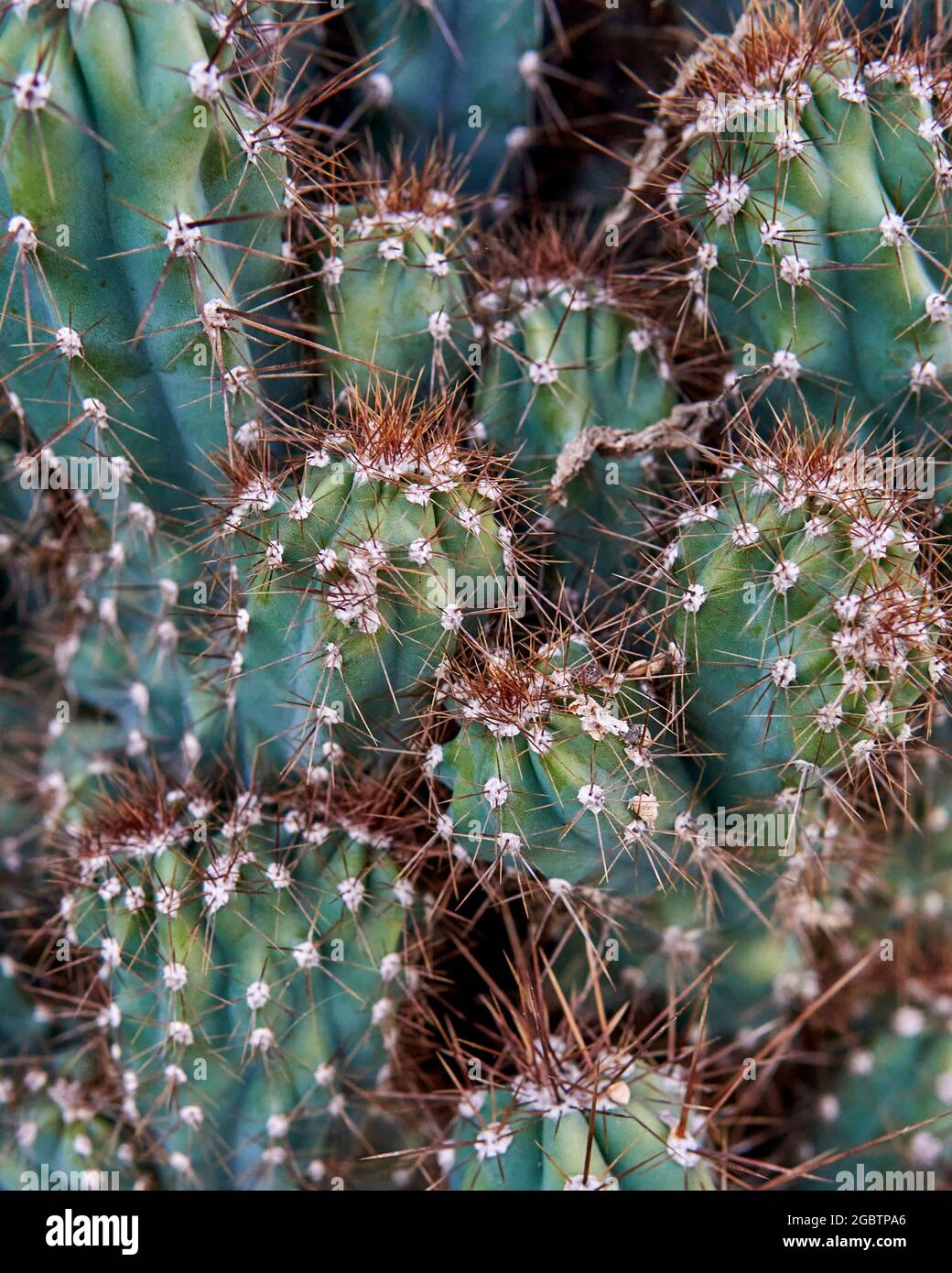 Vista superior de los cactus de san pedro en un jardín trichocereus, echinopsis pachanoi con Vista superior de los cactus de san pedro en un jardín trichocereus, echinopsis pachanoi con