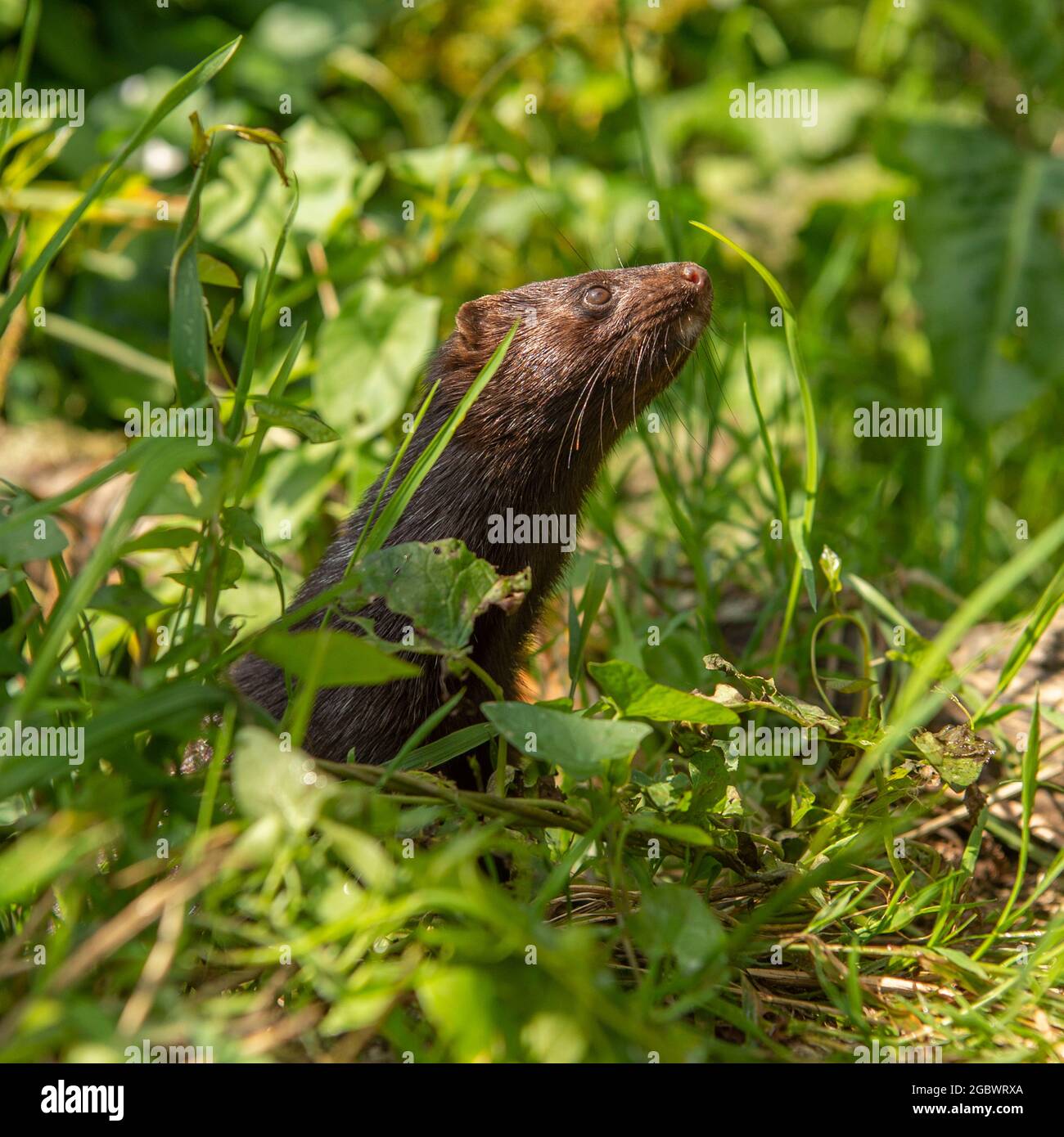 neovison-vison-vis-n-americano-fotograf-a-de-stock-alamy