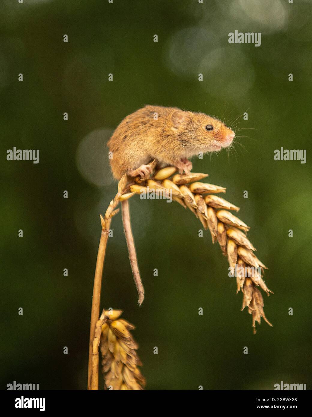 Ratón de cosecha, Micromys minutus sentado en la oreja de trigo Foto de stock