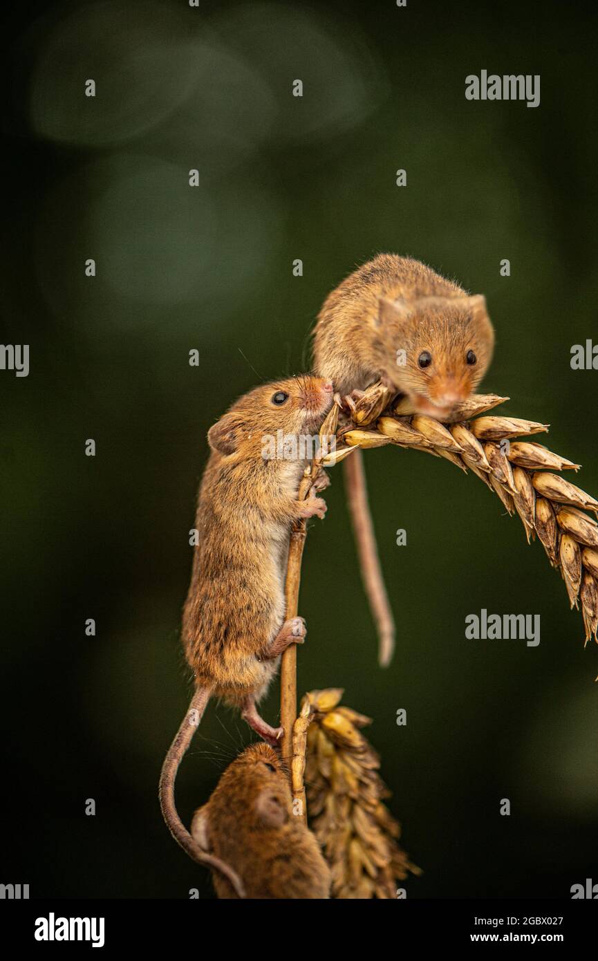 Tres ratones de cosecha, Micromys minutus sentado en el oído de trigo Foto de stock