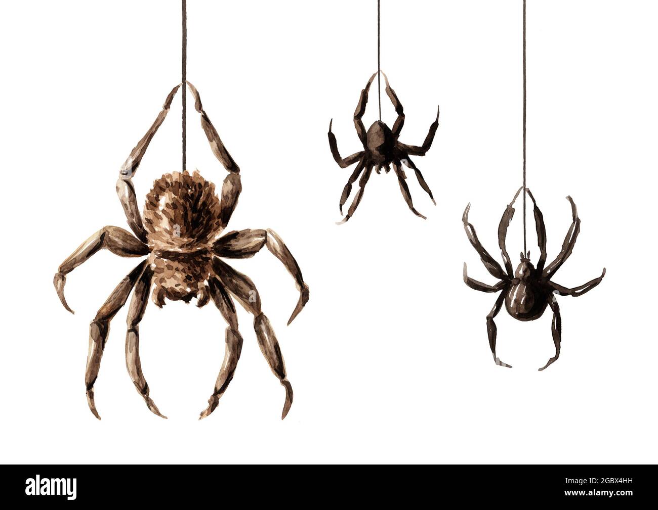 Araña mortal fotografías e imágenes de alta resolución - Página 9 - Alamy