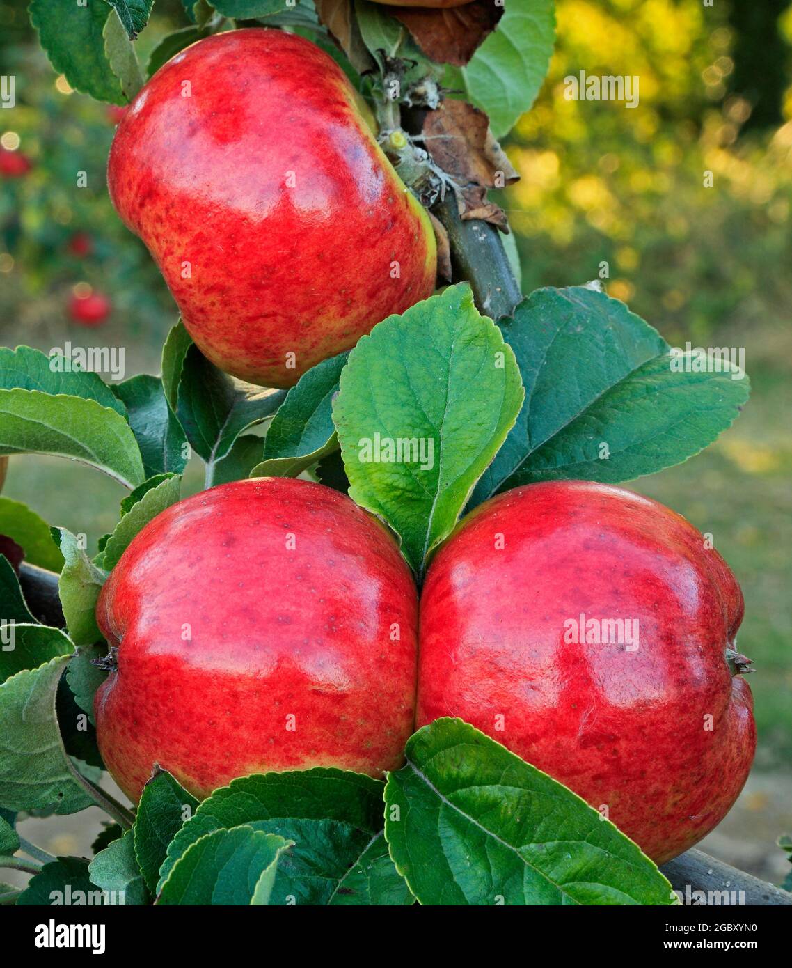 Manzana 'Jolly Miller', malus domestica, creciendo en el árbol, manzanas Foto de stock