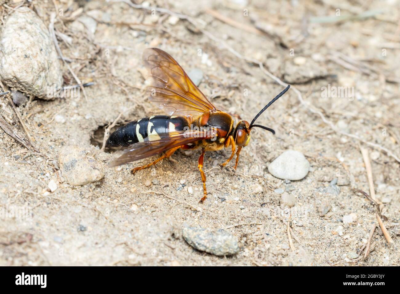Una avispa asesina de Cicada Oriental (Sphecius speciosus) a la entrada de su madriguera subterránea. Foto de stock
