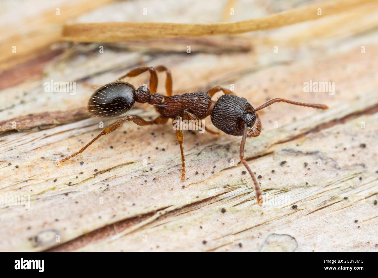 Mirmicida Ant (mirmica detritinodis) Foto de stock
