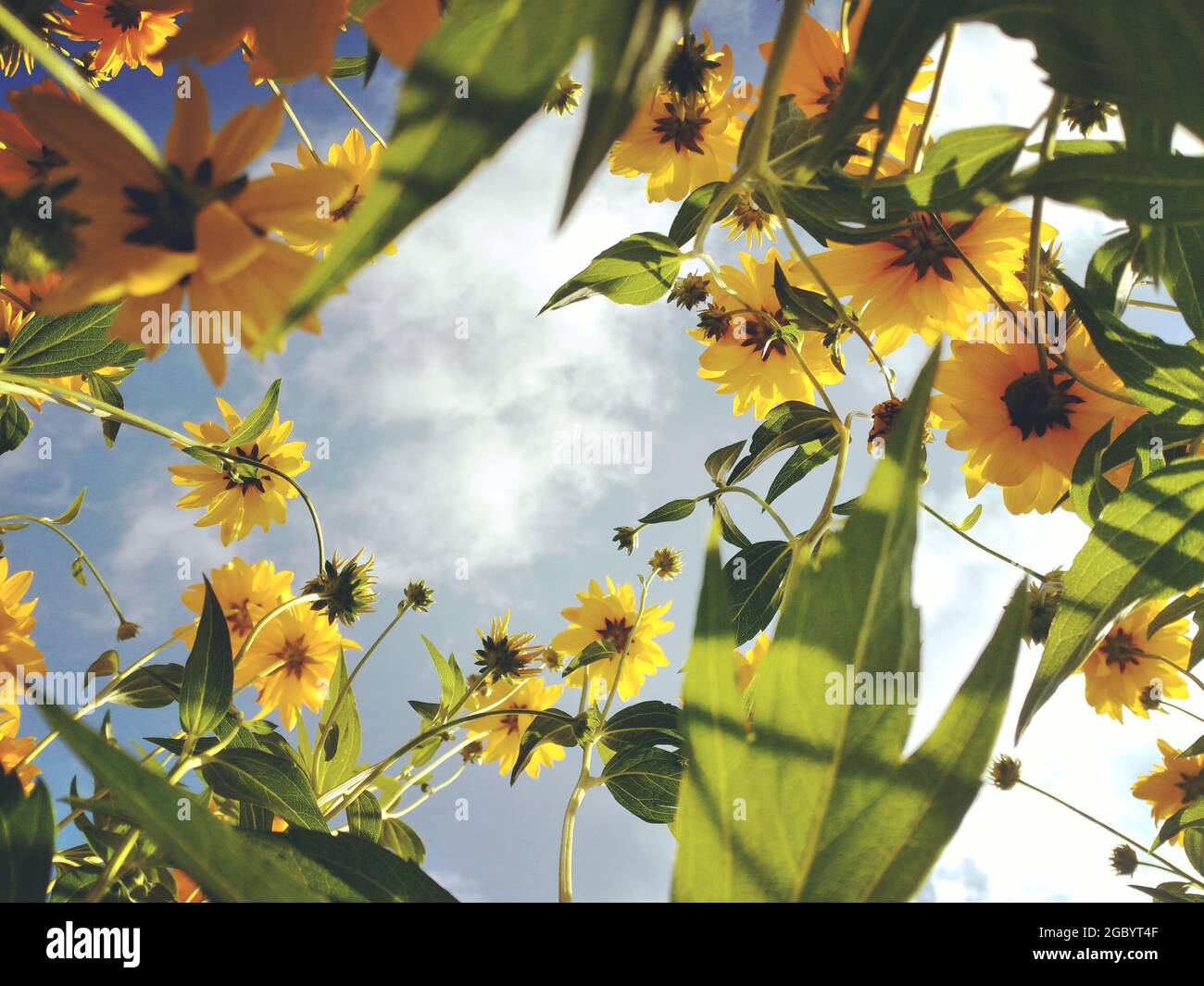 Bajo ángulo Pocas de flores amarillas en cielo azul soleado nubes blancas fondo verano humor soñador Foto de stock