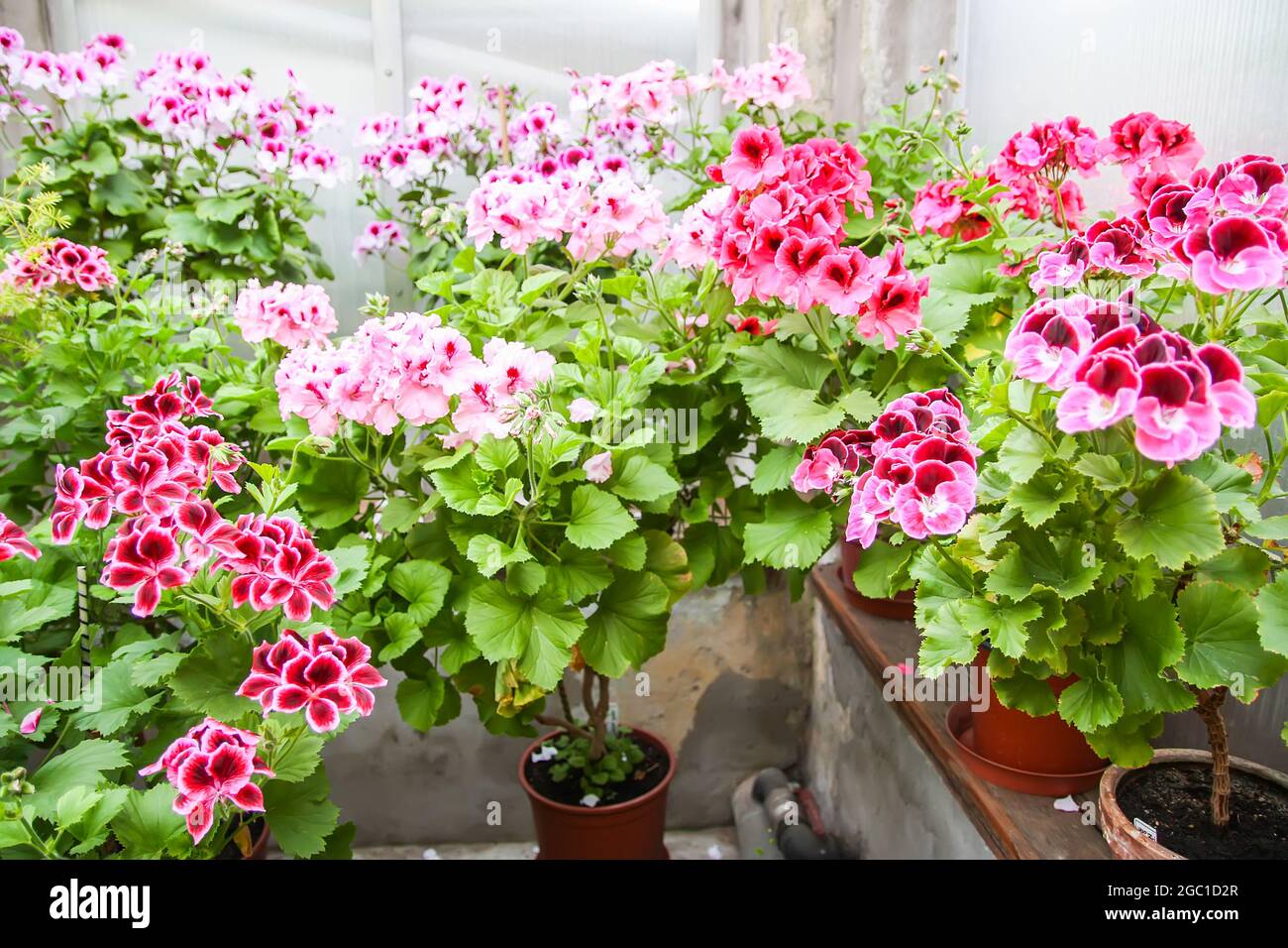 Azalea planta con flores brillantes en macetas florales en invernadero  Fotografía de stock - Alamy