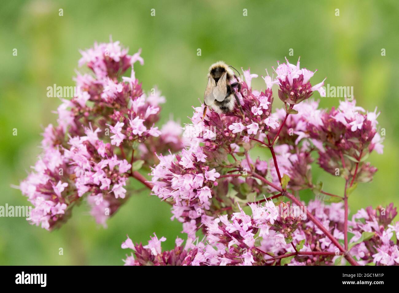 Planta de miel ecológica Mejorana silvestre Origanum vulgare plantas amigables con las abejas Foto de stock