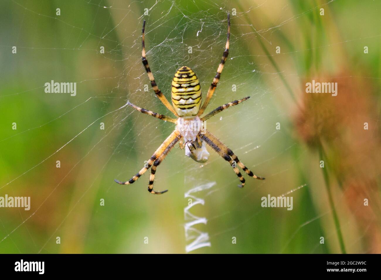 Araña de avispa (Argiope bruennichi), lado dorsal de araña de jardín amarilla y negra en tela, con decoración de tela en zigzag (stabientum), Alemania Foto de stock