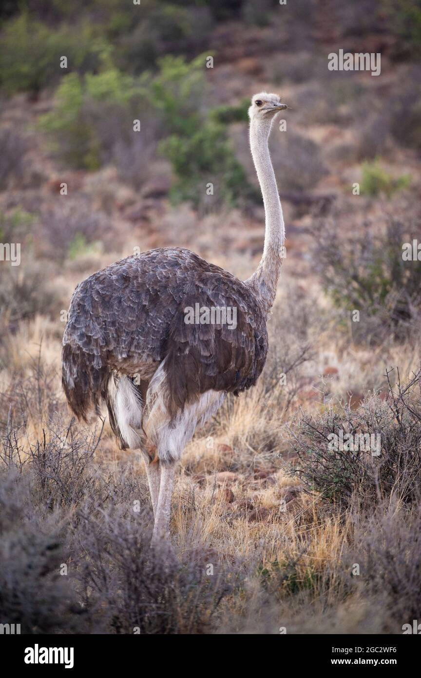 Avestruz, Struthio camelus, Parque Nacional Karoo, Beaufort West, Sudáfrica Foto de stock