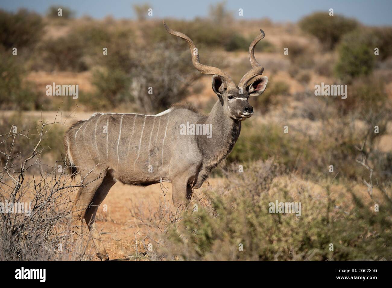 Mayor kudu, Tragelaphus estrepsiceros, Parque Nacional Augraubies Falls, Sudáfrica Foto de stock