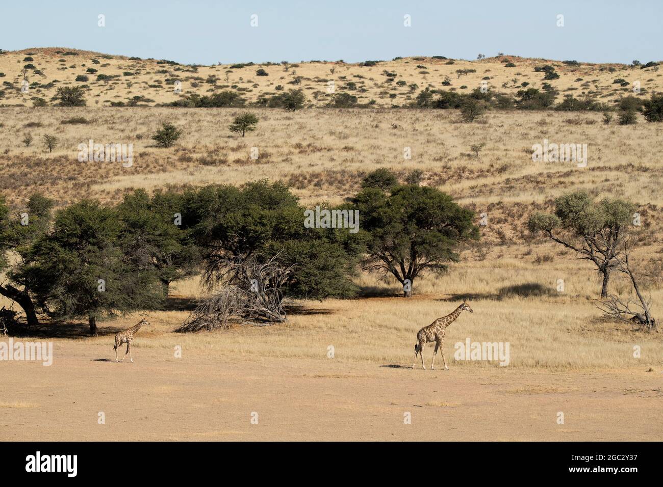 Jirafa meridional, Giraffa camelopardalis giraffa, Parque transfronterizo Kgalagadi, Sudáfrica Foto de stock