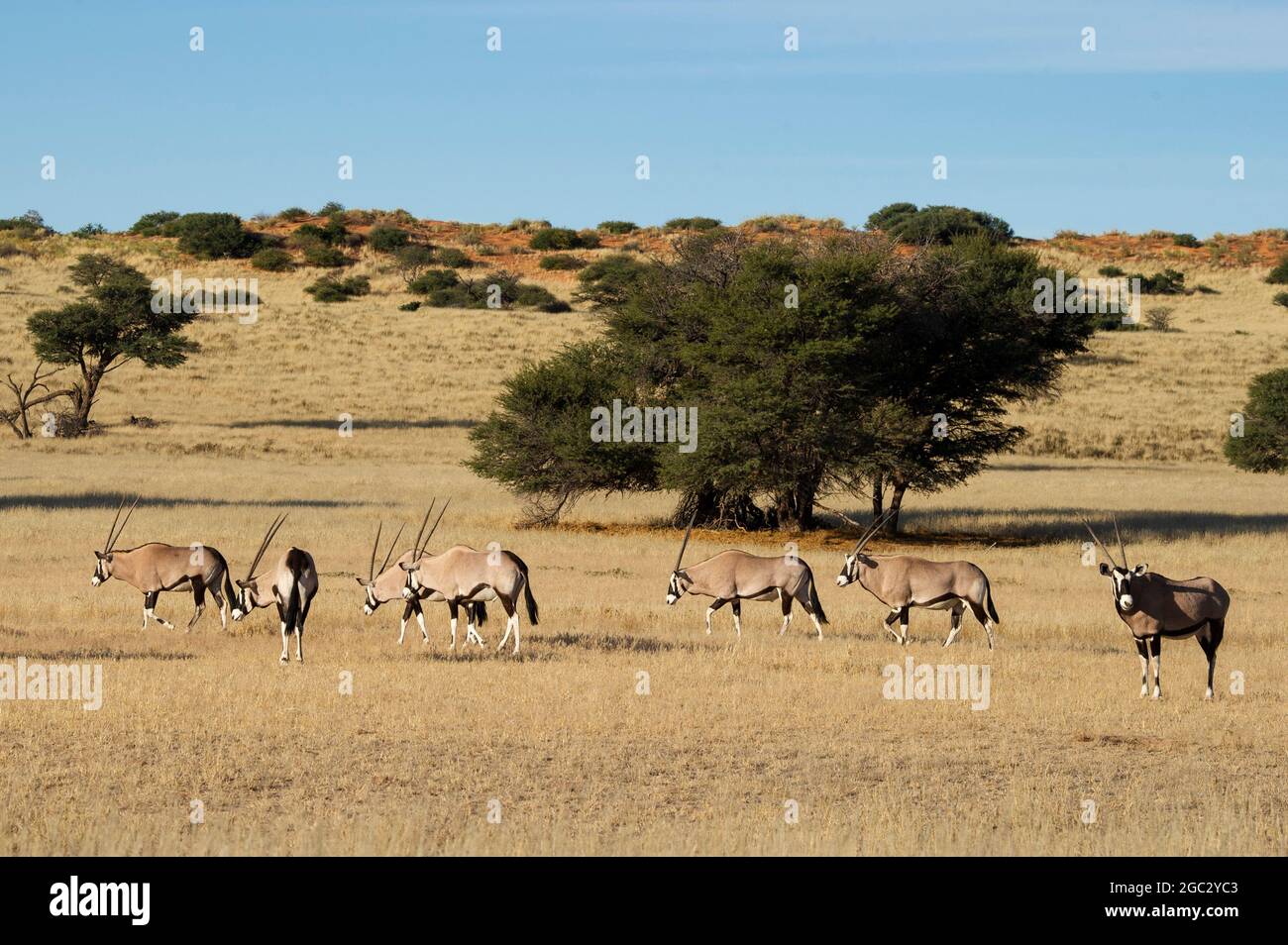 Gemsbok, Oryx gazella gazella, el Parque Transfronterizo Kgalagadi, Sudáfrica Foto de stock