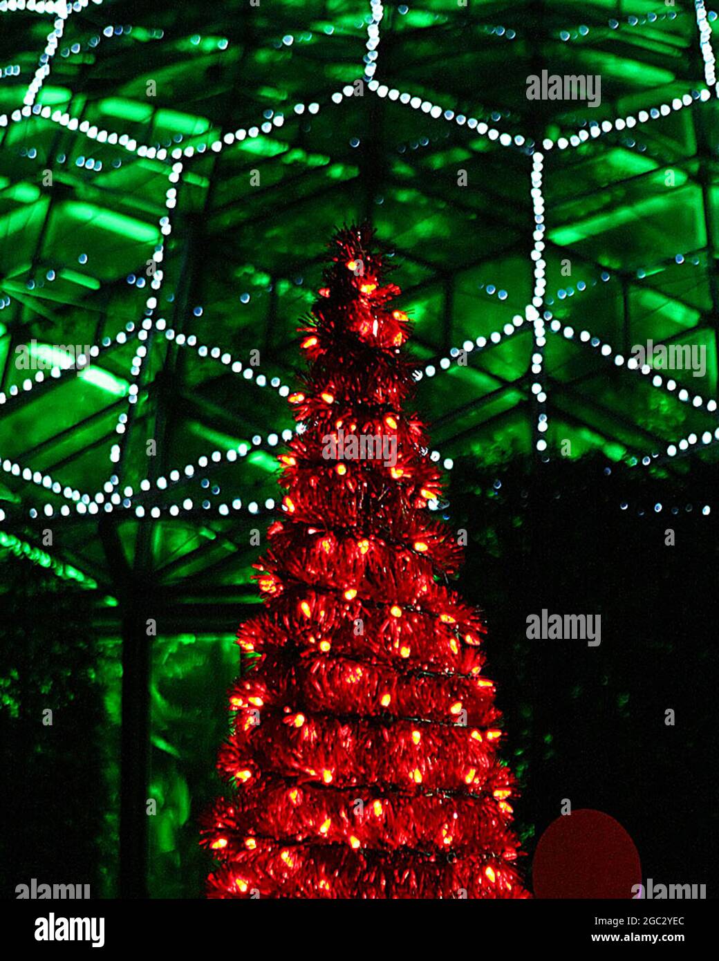 Foto vertical de un árbol de Navidad con luces rojas contra luz blanca y  verde en el fondo Fotografía de stock - Alamy