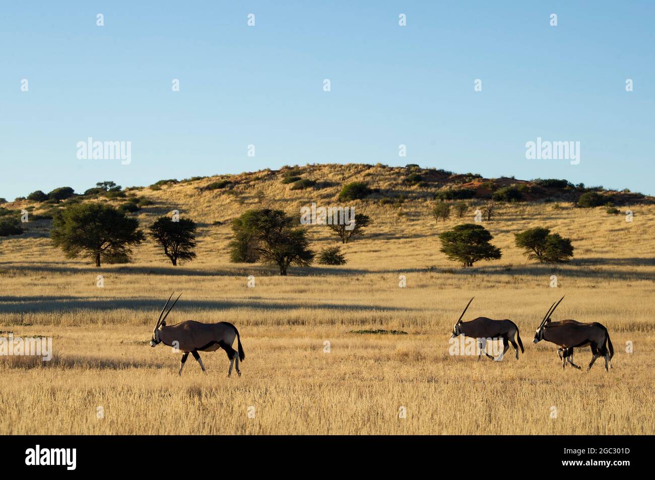 Gemsbok, Oryx gazella gazella, el Parque Transfronterizo Kgalagadi, Sudáfrica Foto de stock