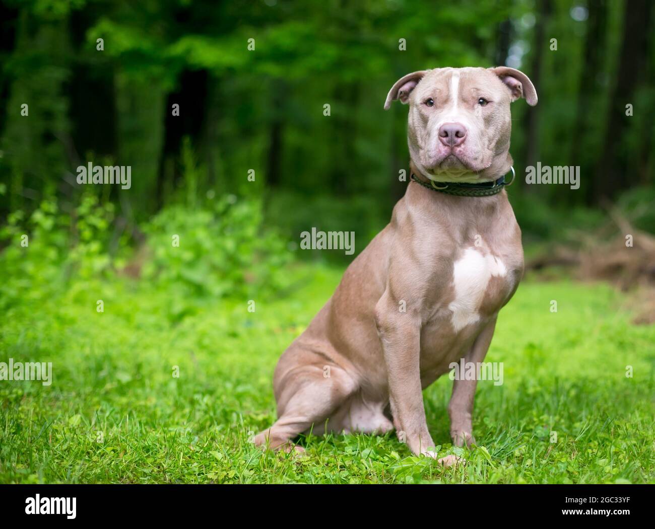 Un lindo Pit Bull Terrier x Shar Pei perro de raza mixta sentado al aire libre Foto de stock